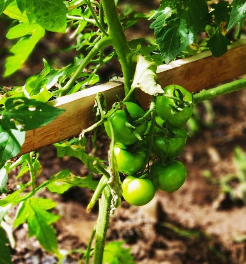 Finca El Trazo Tacoronte Eksteriør billede